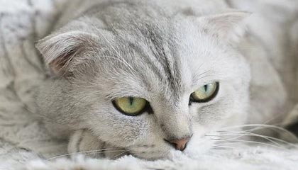 国产学生美女无遮拦高潮视频,揭秘国产学生美女无遮拦高潮视频的隐秘世界