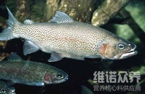 国产虹鳟淡水养殖视频播放,视频播放亮点解析