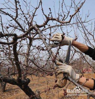 国产果树剪刀手视频,匠心独运，打造高效园艺利器