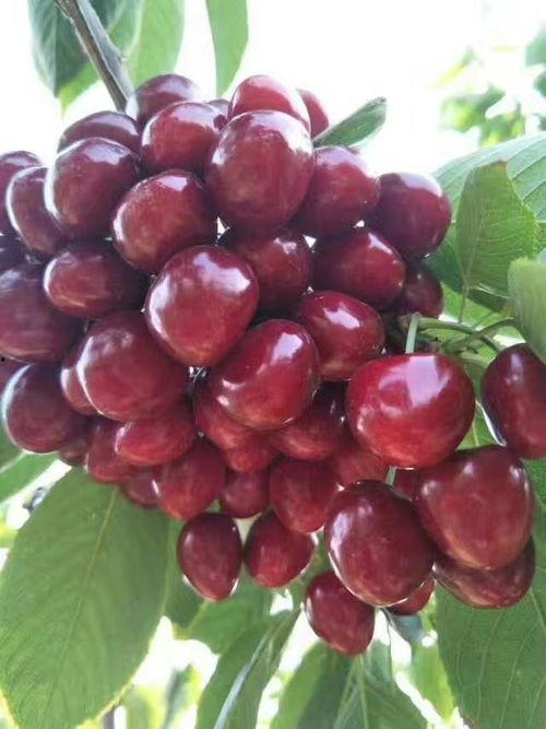 国产车厘子视频