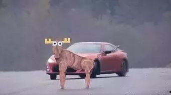 国产新3系麋鹿测试视频,性能卓越，安全稳定