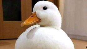 小鸭子国产动画视频